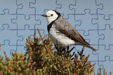 Mellifago frontebianca jigsaw puzzle