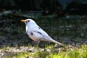 פאזל של Merlo bianco