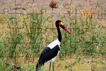 Mitteria del  Senegal