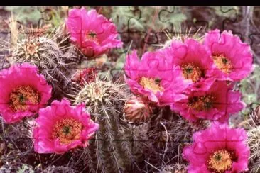 Cactus en flor jigsaw puzzle