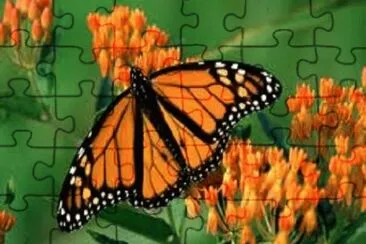 Mariposa monarca jigsaw puzzle