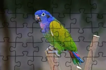 Pappagallo testa blu jigsaw puzzle