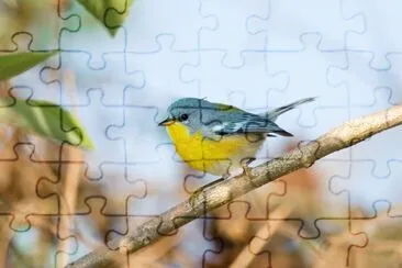 Parula tropicale jigsaw puzzle