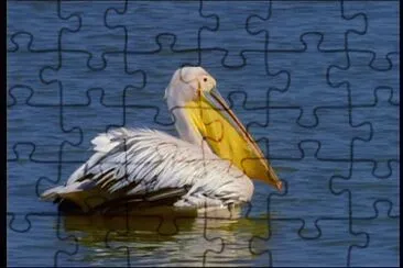 Pellicano comune jigsaw puzzle