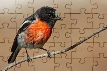 Petroica scarlatta jigsaw puzzle