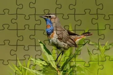 Pettazzurro jigsaw puzzle