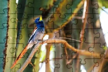 Pigliamosche del paradiso jigsaw puzzle