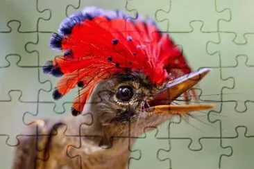 Pigliamosche reale dell 'amazzonia jigsaw puzzle