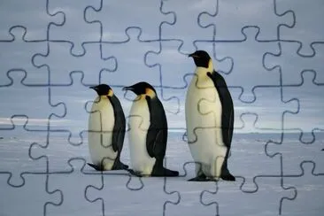 Pinguino imperatore jigsaw puzzle