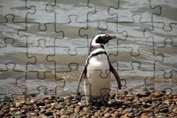 Pinguino magellano jigsaw puzzle