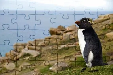 Pinguino crestato jigsaw puzzle