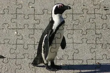 Pinguino africano jigsaw puzzle