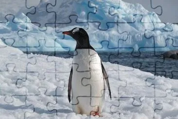 Pinguino antartico jigsaw puzzle