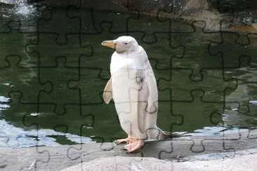 Pinguino albino jigsaw puzzle