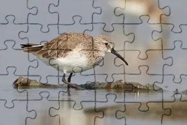 Piovanello comune jigsaw puzzle