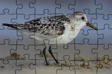 Piovanello tridattilo jigsaw puzzle