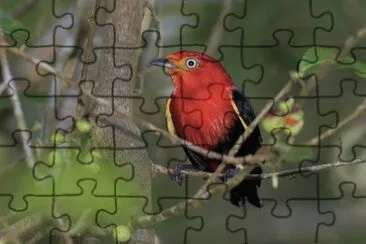 Pipra aureola jigsaw puzzle