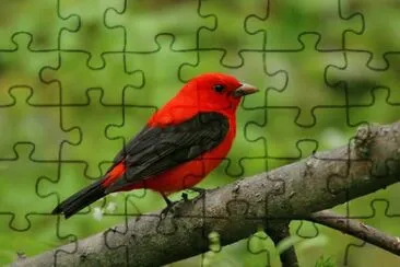 Piranga olivacea jigsaw puzzle