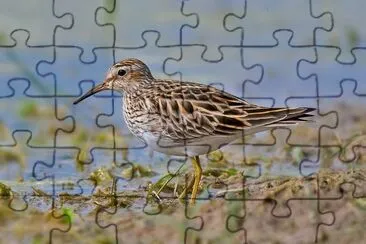 Piro piro siberiano jigsaw puzzle