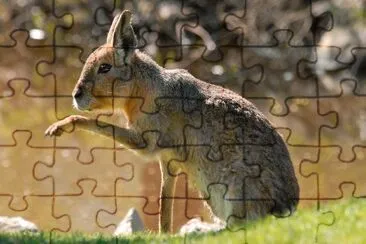 Lepre di Patagonia jigsaw puzzle