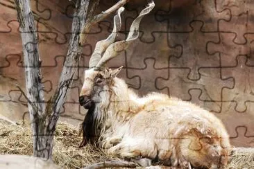 Markhor jigsaw puzzle