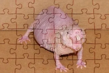 Talpa senza pelo jigsaw puzzle