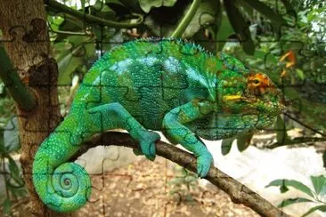 Camaleonte furcifer jigsaw puzzle