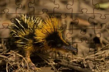 Tenrec striato