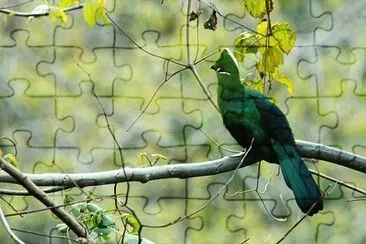 Turaco becco nero