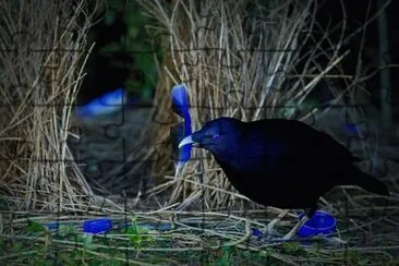 פאזל של Uccello giardiniere