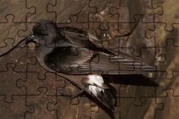 Uccello delle tempeste di Swinhoe jigsaw puzzle