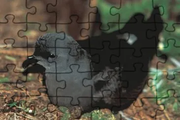 Uccello delle tempeste codaforcuta jigsaw puzzle