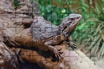 Drago barbuto jigsaw puzzle