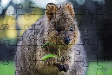 Quokka jigsaw puzzle