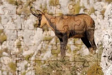 Rupicapra pyreneica ornata jigsaw puzzle