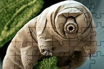 Tardigrade jigsaw puzzle