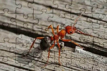 פאזל של Formica rossa