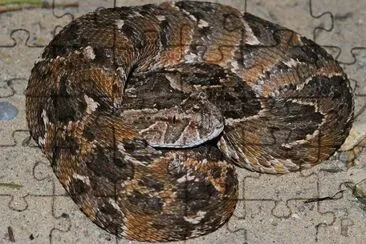 פאזל של Vipera soffiante