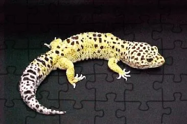 פאזל של Geco leopardino