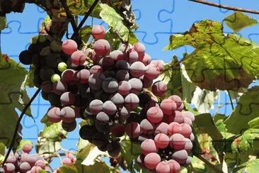 פאזל של Uvas