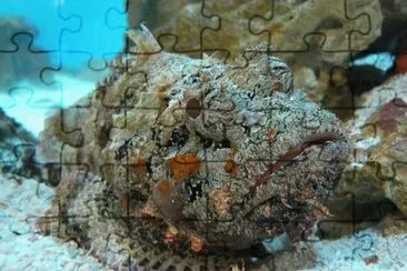 Pesce pietra jigsaw puzzle