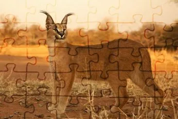 Caracal jigsaw puzzle