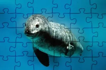 Foca leopardo jigsaw puzzle