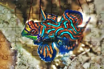 Pesce mandarino jigsaw puzzle