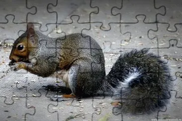 Scoiattolo grigio jigsaw puzzle