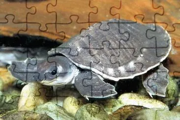 Tartaruga dal  naso di porcello jigsaw puzzle