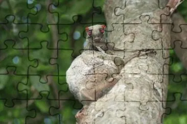 Colugo della Sonda jigsaw puzzle