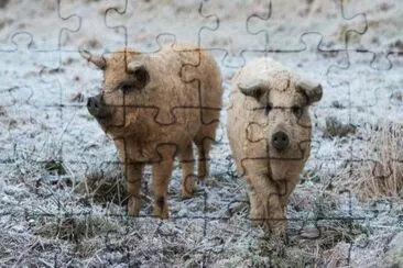 Mangalica jigsaw puzzle