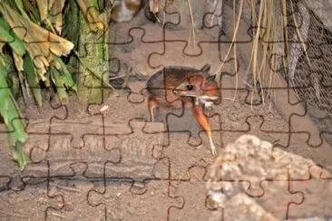 Tragulo di Java jigsaw puzzle