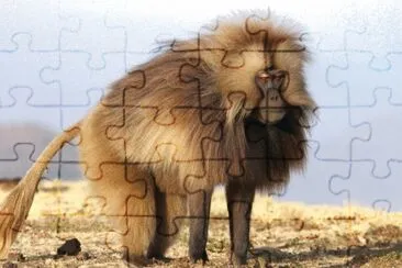 Scimmia gelada jigsaw puzzle